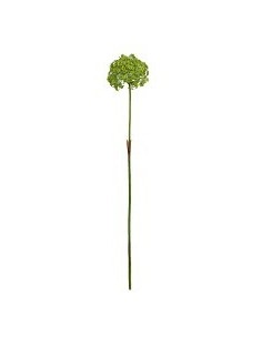 Buddleia branche